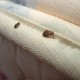 bed_bugs