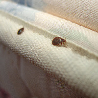 bed_bugs